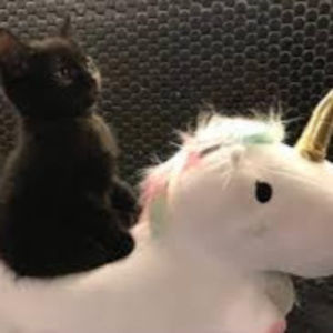 Meet your Posher, Isabel